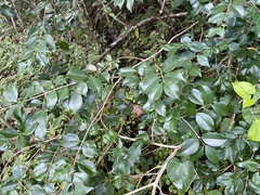 Eugenia biflora