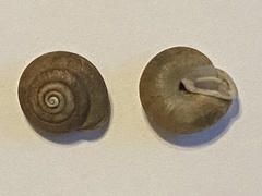 Inflectarius inflectus