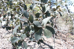 Quercus convallata
