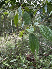 Miconia laevigata