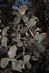 Quercus convallata