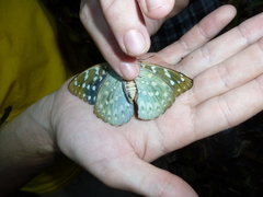 Lexias