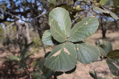 Quercus jonesii
