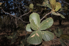 Quercus jonesii
