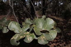 Quercus jonesii
