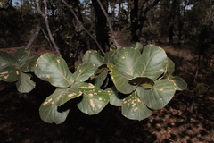 Quercus jonesii