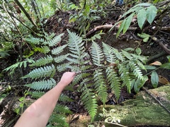 Pteris altissima