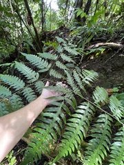 Pteris altissima