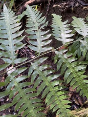 Pteris altissima