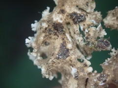 Sticta babingtonii