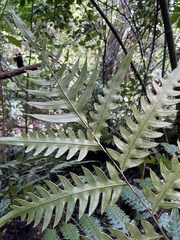 Pteris altissima
