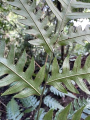 Pteris altissima
