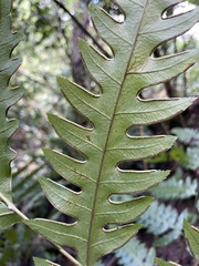 Pteris altissima