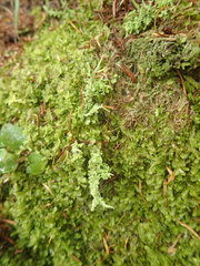 Cladonia darwinii