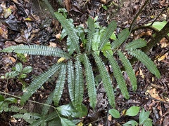 Adiantum pulverulentum