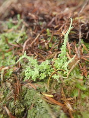 Cladonia darwinii