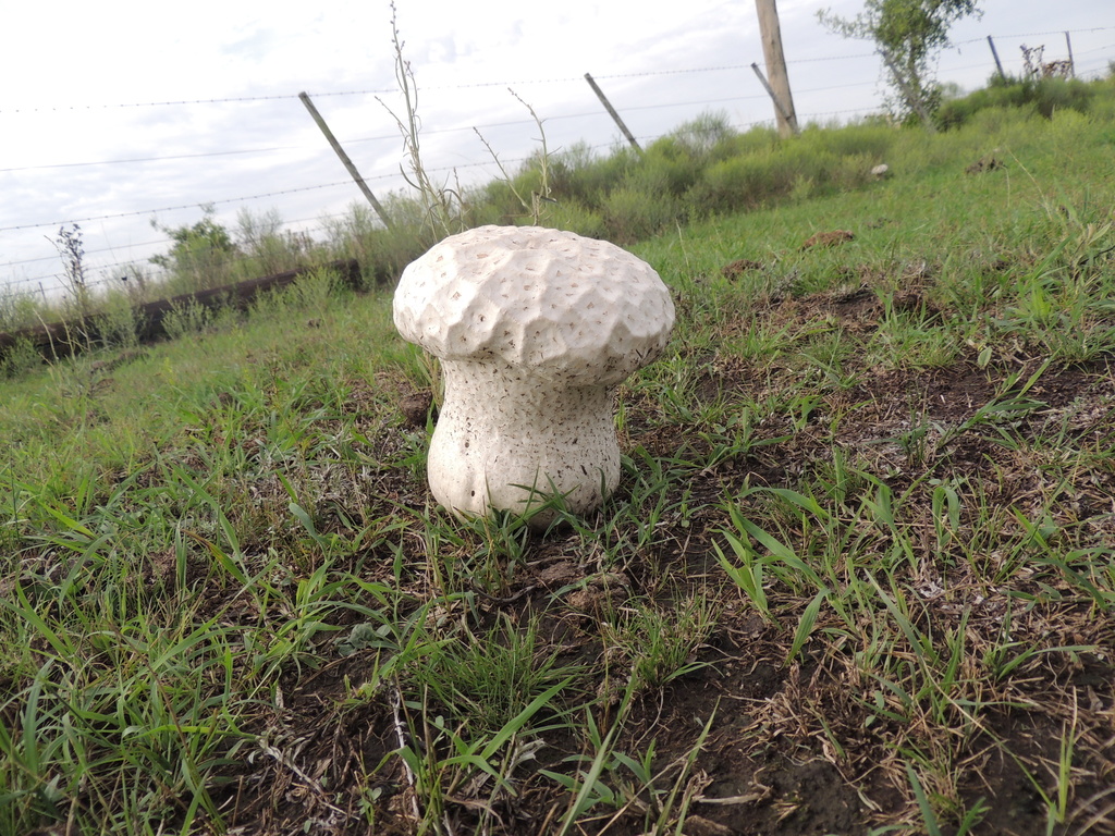 Calvatia cyathiformis · January 2022 · photo: © williamborges (iNaturalist, CC)