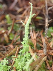 Cladonia darwinii