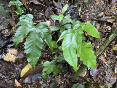 Tectaria heracleifolia