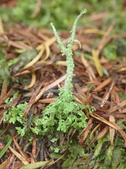 Cladonia darwinii