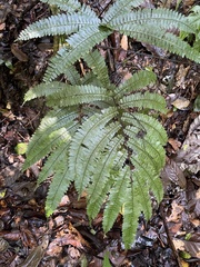 Adiantum tetraphyllum