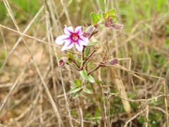 Cuphea ciliata
