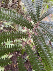 Adiantum pulverulentum