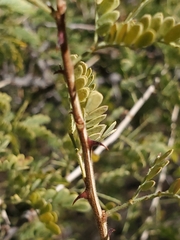 Mimosa distachya