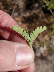 Mimosa distachya