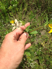 Lindheimera texana