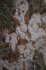 Biscogniauxia atropunctata