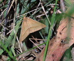 Epidesmia chilonaria