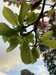 Magnolia × soulangeana