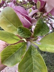 Magnolia × soulangeana