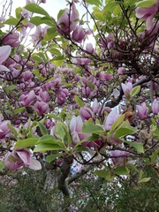 Magnolia × soulangeana