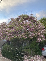 Magnolia × soulangeana