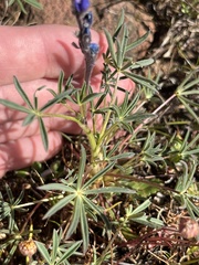 Lupinus polycarpus