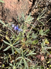 Lupinus polycarpus