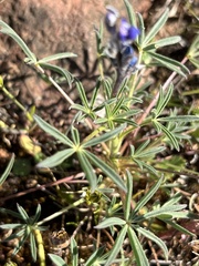 Lupinus polycarpus