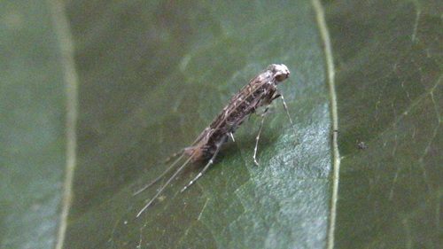 Cocoa Pod Borer (Conopomorpha Cramerella) · INaturalist