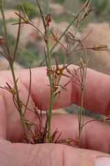 Brachystelma chloranthum