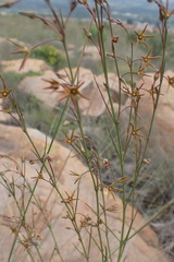 Brachystelma chloranthum