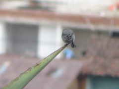 Catamenia analis