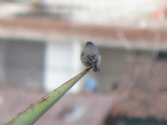 Catamenia analis