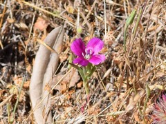 Clarkia purpurea