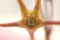 Brachystelma chloranthum