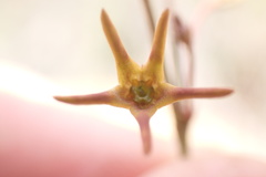 Brachystelma chloranthum