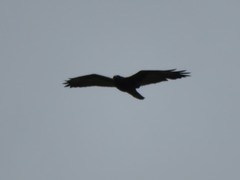 Geranoaetus polyosoma