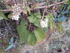 Rubus floribundus