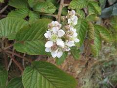 Rubus floribundus